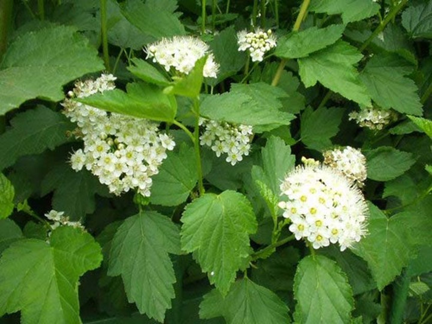 <p>Rosaceae Physocarpus opulifolius</p>