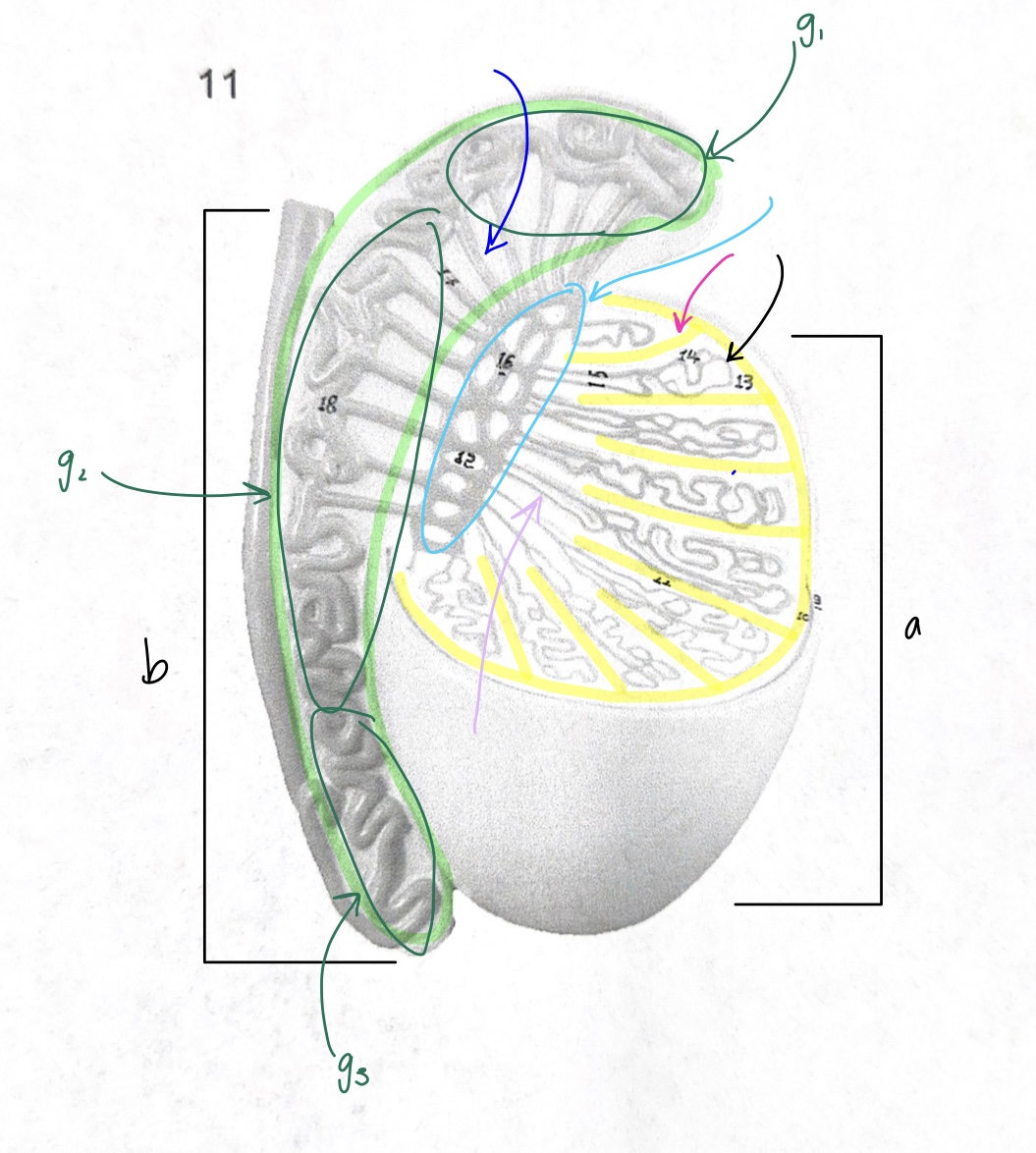 <p>what is “a” structure</p><p>what is “b” structure</p><p>what is the structure highlighted in green?</p><p>what is G1?</p><p>what is G2?</p><p>what is G3?</p><p>what is the structure circled in blue?</p><p>what is the structure at the tip of the pink arrow?</p><p>what is the structure highlighted in yellow?</p><p>what is the structure at the tip of the purple arrow?</p><p>what is the structure at the tip of the of the black arrow?</p>