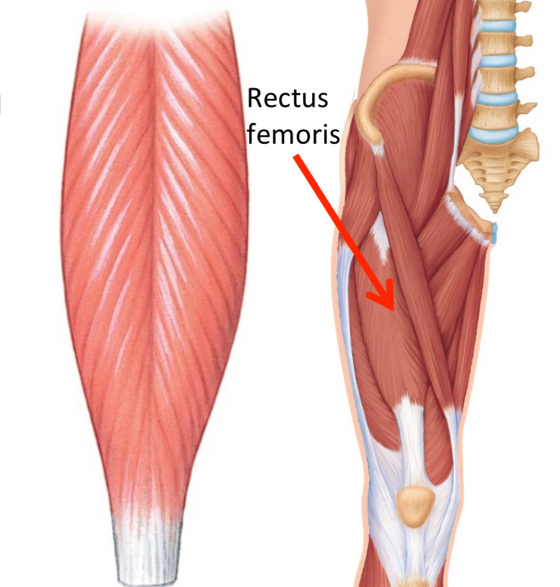 <p>2 muscles arranged at two common angles that converge to a tendon </p>