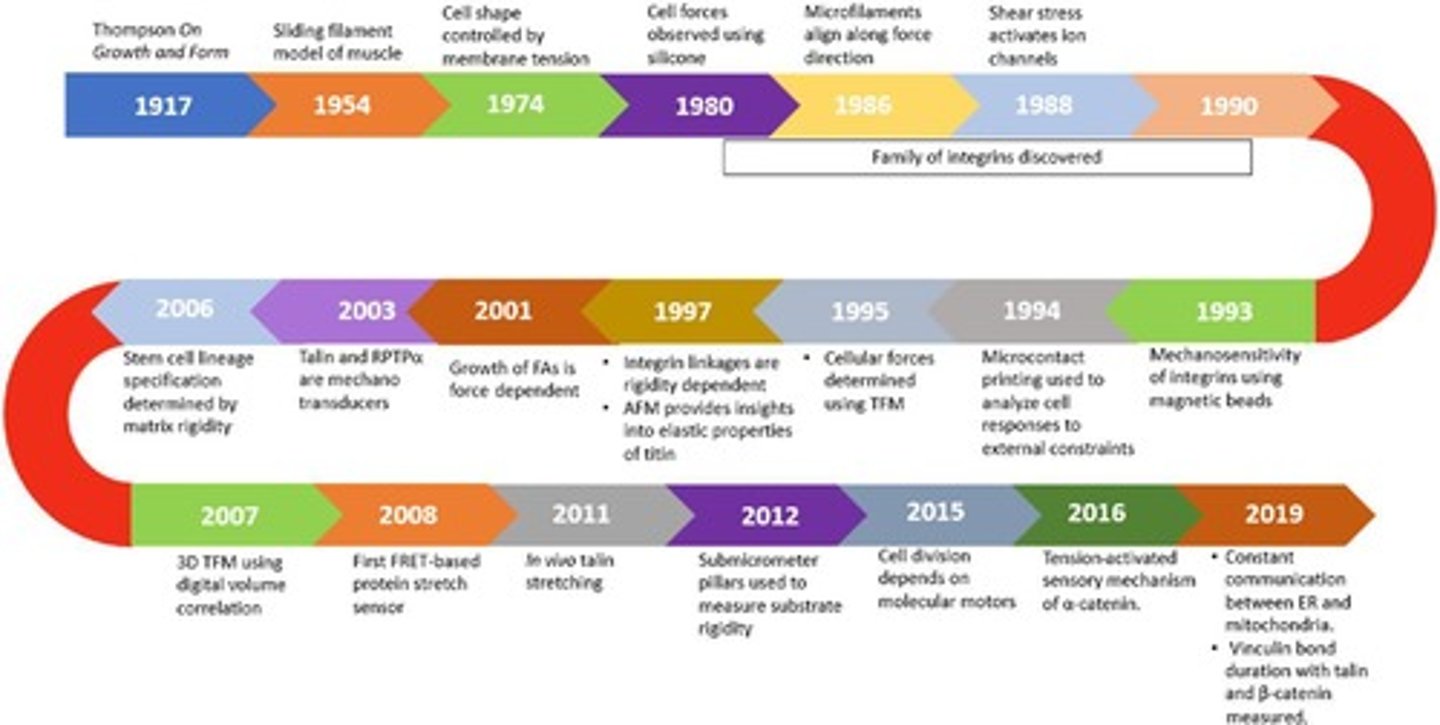 <p>Cells convert mechanical stimuli into biochemical signals.</p>