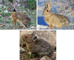<p>Rabbits, hares, pikas</p><ul><li><p><span style="background-color: transparent;"><span>They’re small → medium, herbivores, peg-like second incisors behind chisel like front incisors. Hypsodont cheek teeth, teeth are ever growing. Feet fully furred. Coprophagous = double eating your food. Eat once, poop it out, eat it again.</span></span></p></li><li><p><span style="background-color: transparent;"><span>Family </span><strong><span>Leporidae</span></strong></span></p></li></ul><p></p>