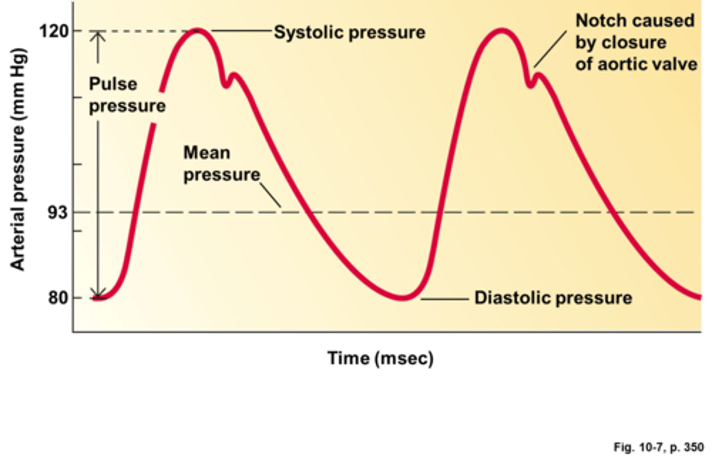 <p>if mean arterial pressure goes up, the baroreceptors detect that and send it to the vasomotor centre, which activates the parasympathetic system and causes bradycardia and vasodilation</p>