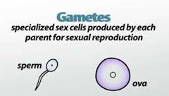 a mature haploid male or female cells that can unite with another of the opposite type sexual reproduction to form a zygote.