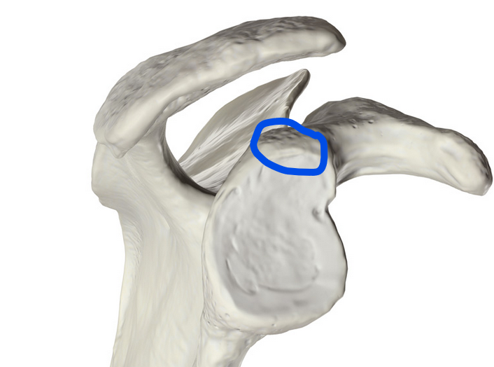 <p><span>Small, rough projection on the scapula, located above the glenoid cavity, and serves as the origin point for the long head of the biceps brachii muscle</span></p>