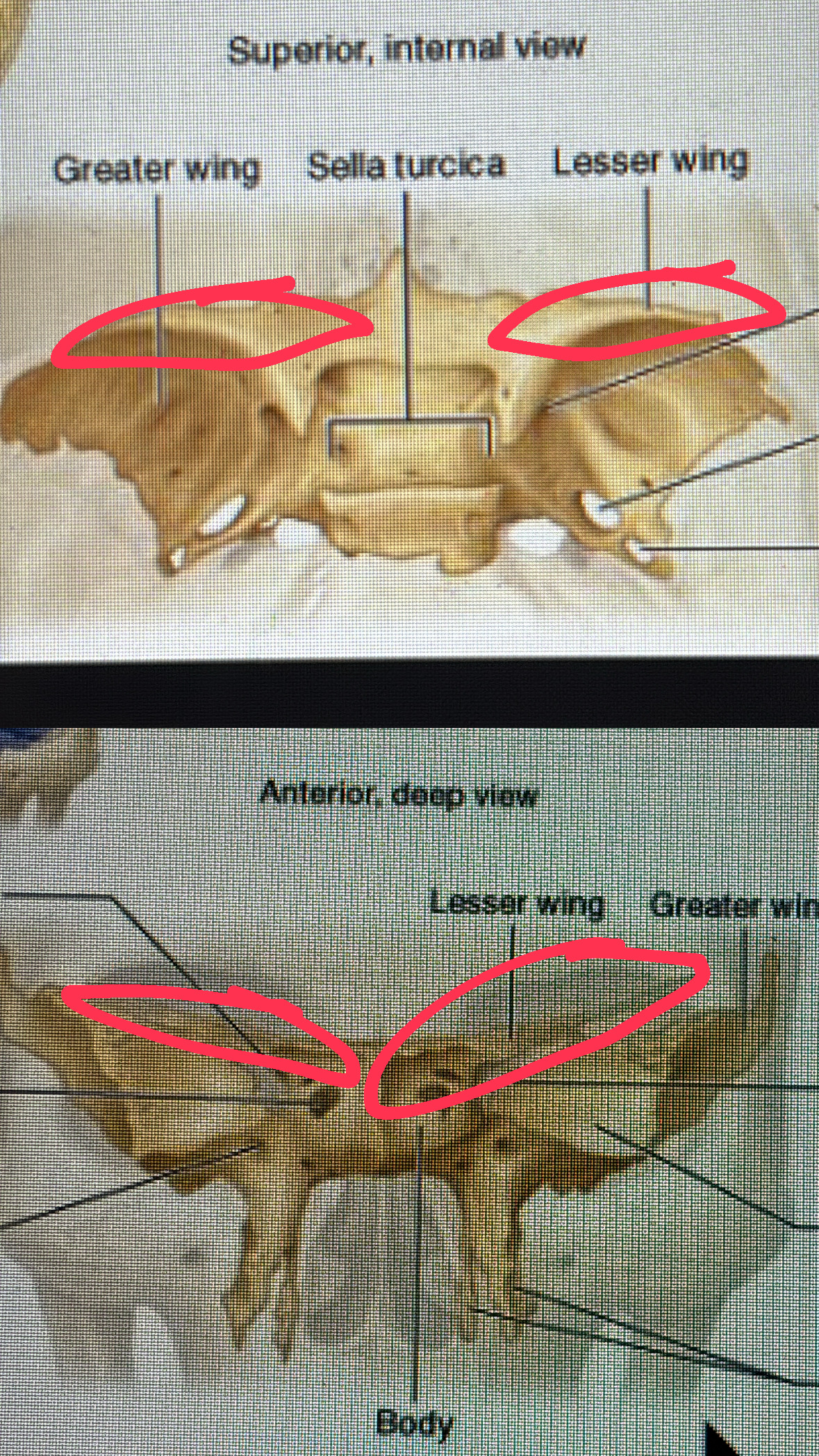 <p>smaller, superior wing</p>