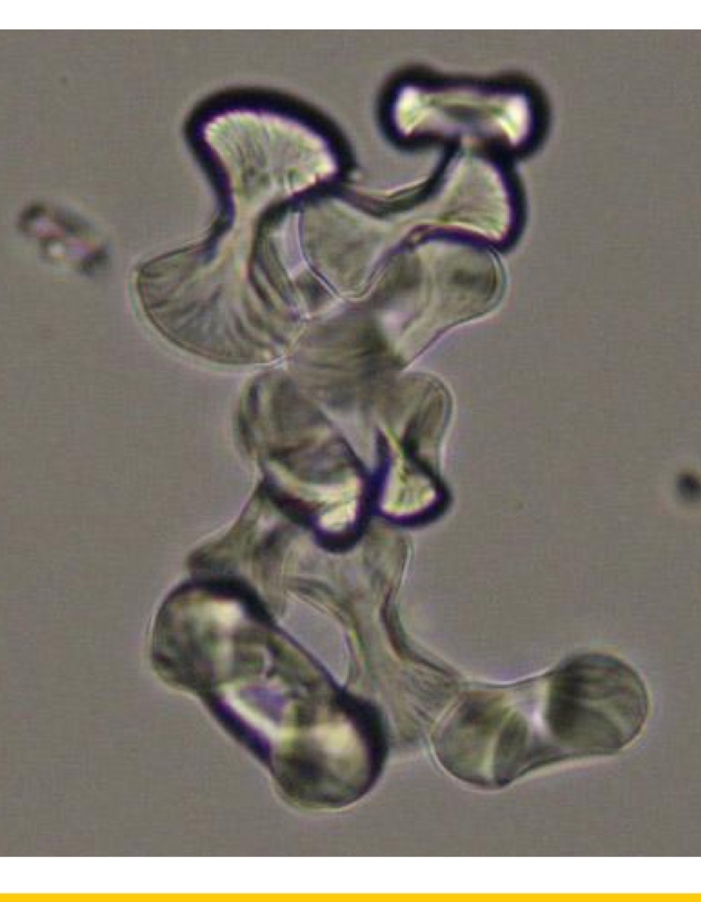 Identify this crystal.