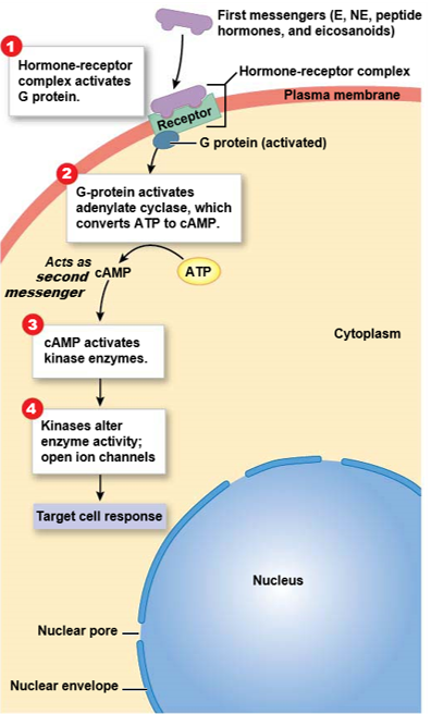 <p><mark data-color="red">Secondary messaging: overview</mark></p><p>Can you label, describe and explain what this diagram is/shows?</p>