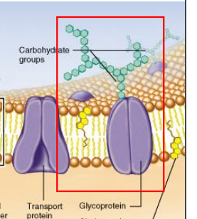 Glycoprotein: surface carbohydrate groups help identify cell (e.g. antigens)