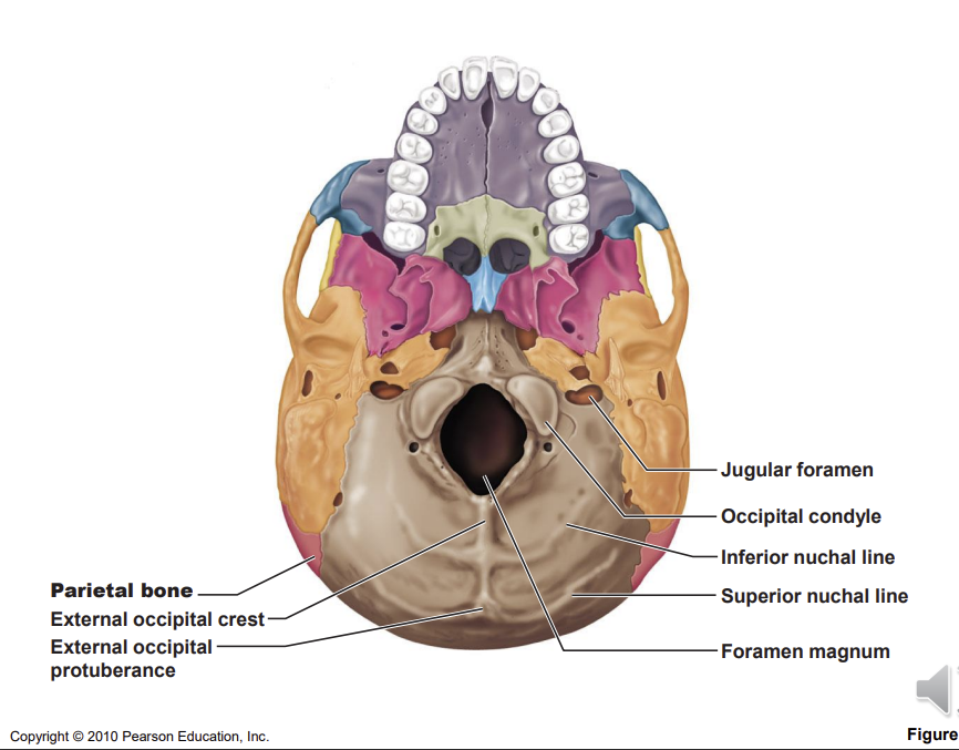 <p>muscles of the neck attached to the nuchal lines</p><p>foramen magnum - spinal cord</p>