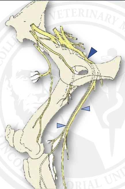 <p>what is the top dark blue arrow</p>