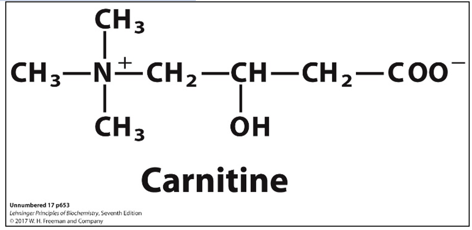 <ul><li><p><span><strong>Car</strong>nitine = ID <strong>Car</strong>d</span></p></li><li><p class="MsoListParagraphCxSpMiddle"><span>Not a vitamin; synthesized by human body from lysine</span></p></li><li><p class="MsoListParagraphCxSpMiddle"><span>Synthesis depends on vitamin C</span></p></li><li><p class="MsoListParagraphCxSpLast"><span>Fatty acyl group: transferred to OH group =&gt; ester</span></p></li></ul><p></p>
