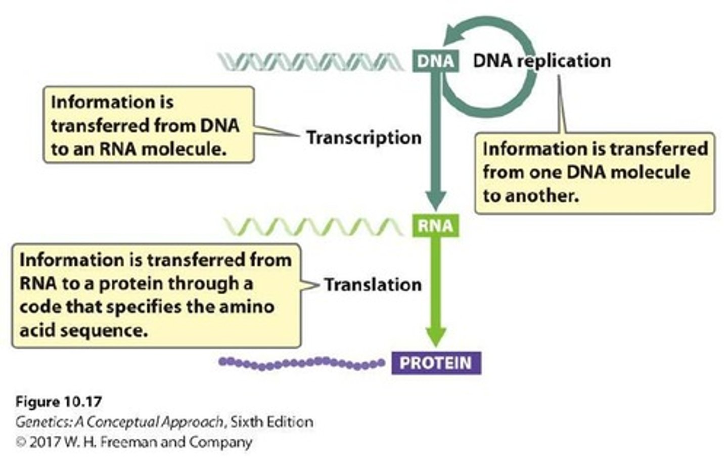 <p>It describes the flow of genetic information from DNA to RNA to proteins</p>