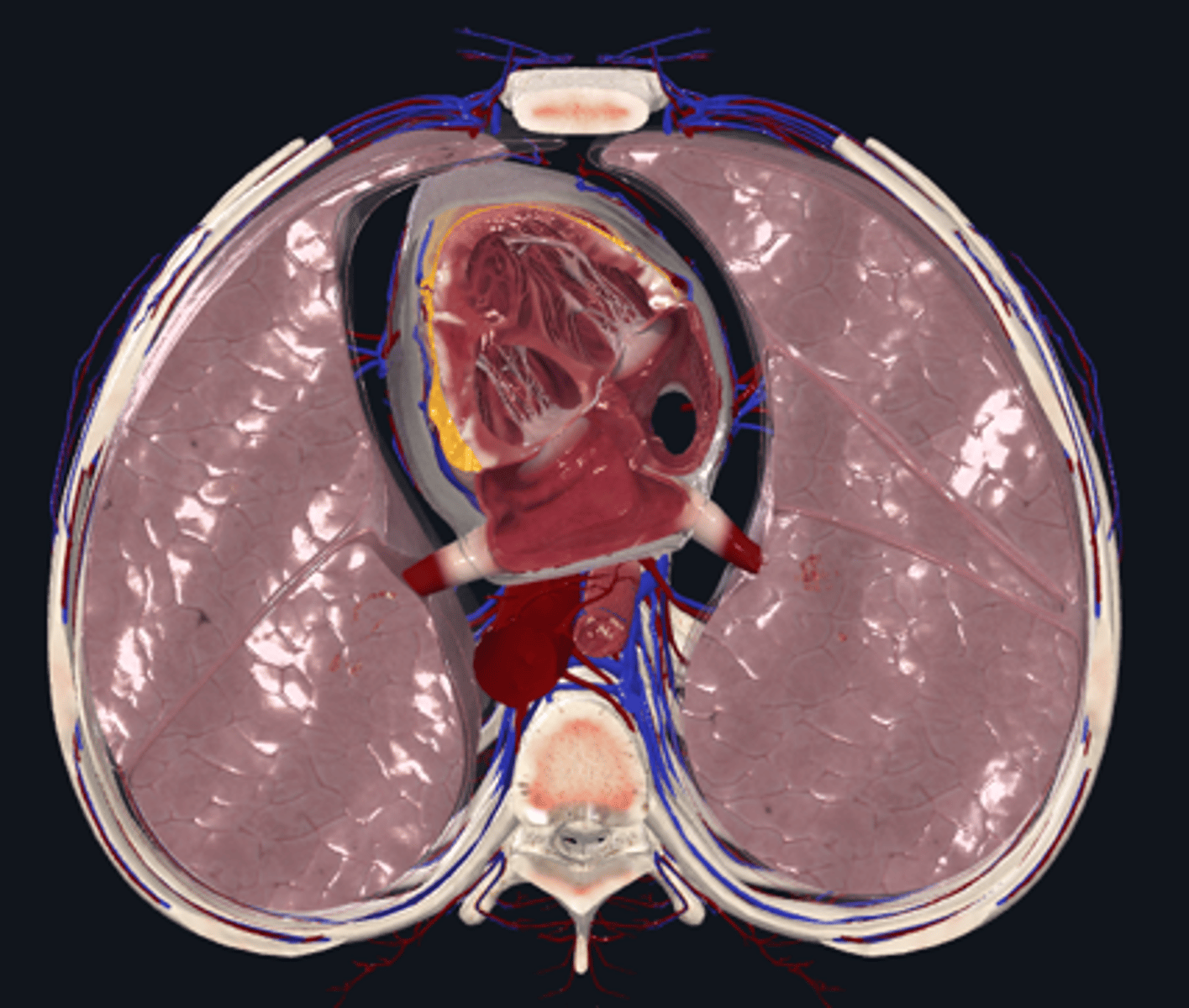 <p>(space) central tissue mass that divided thoracic cavity into two pleural cavities </p>