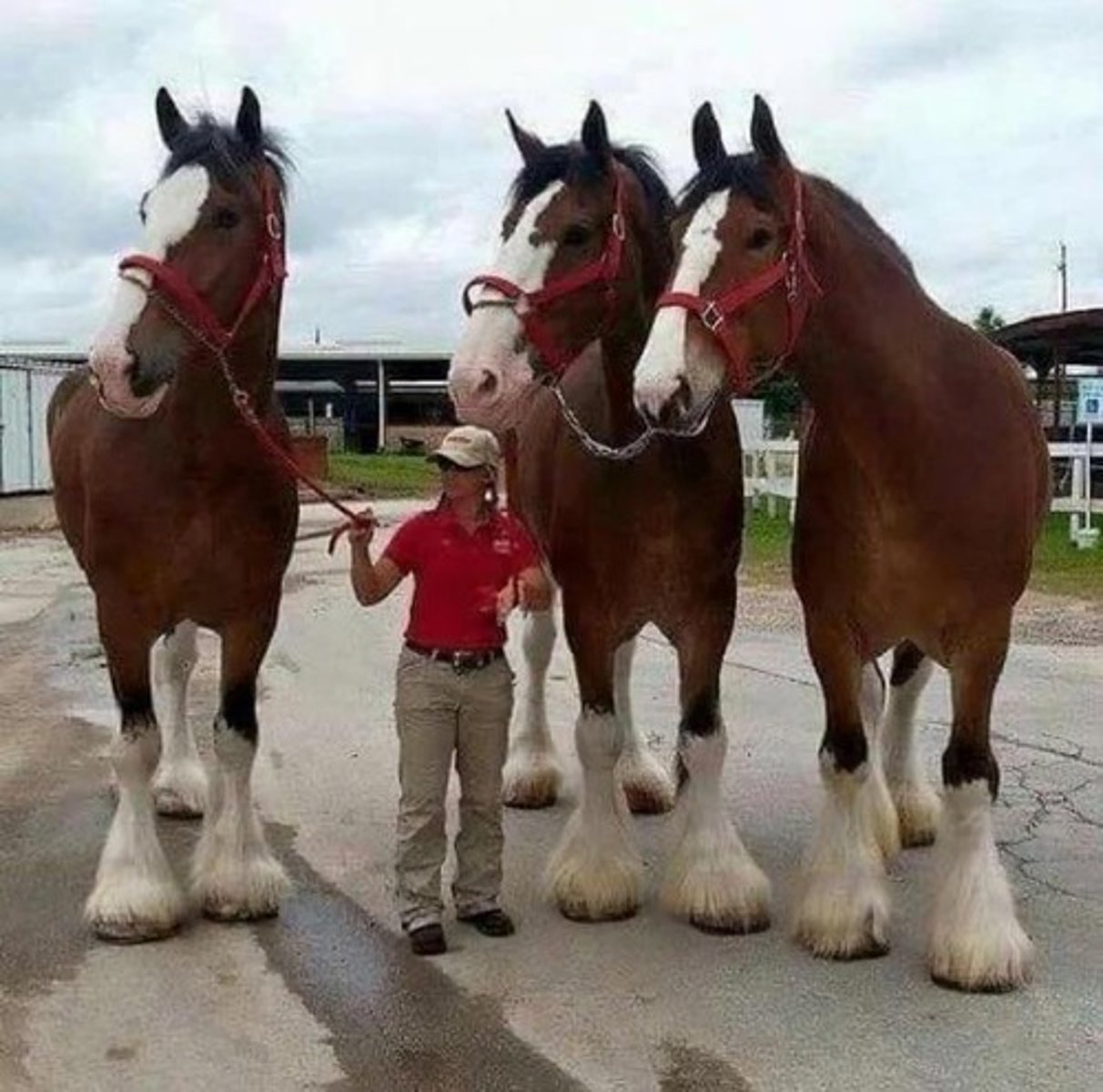 <p>Clydesdale.</p>