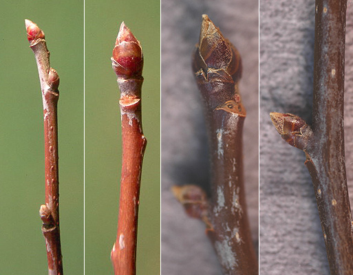 <p>flat ridged thick cornflake bark, alternate, 90 deg branching, drupe fruit, diecious Bud: big scaled, dark</p>