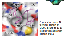 <ul><li><p>Binding site on MDM2; deep, hydrophobic groove</p></li><li><p>P53 binds in a-helical manner</p></li><li><p>P53 forms 3 critical contacts through the side chains of Phe19, Try23, Leu26</p></li></ul>