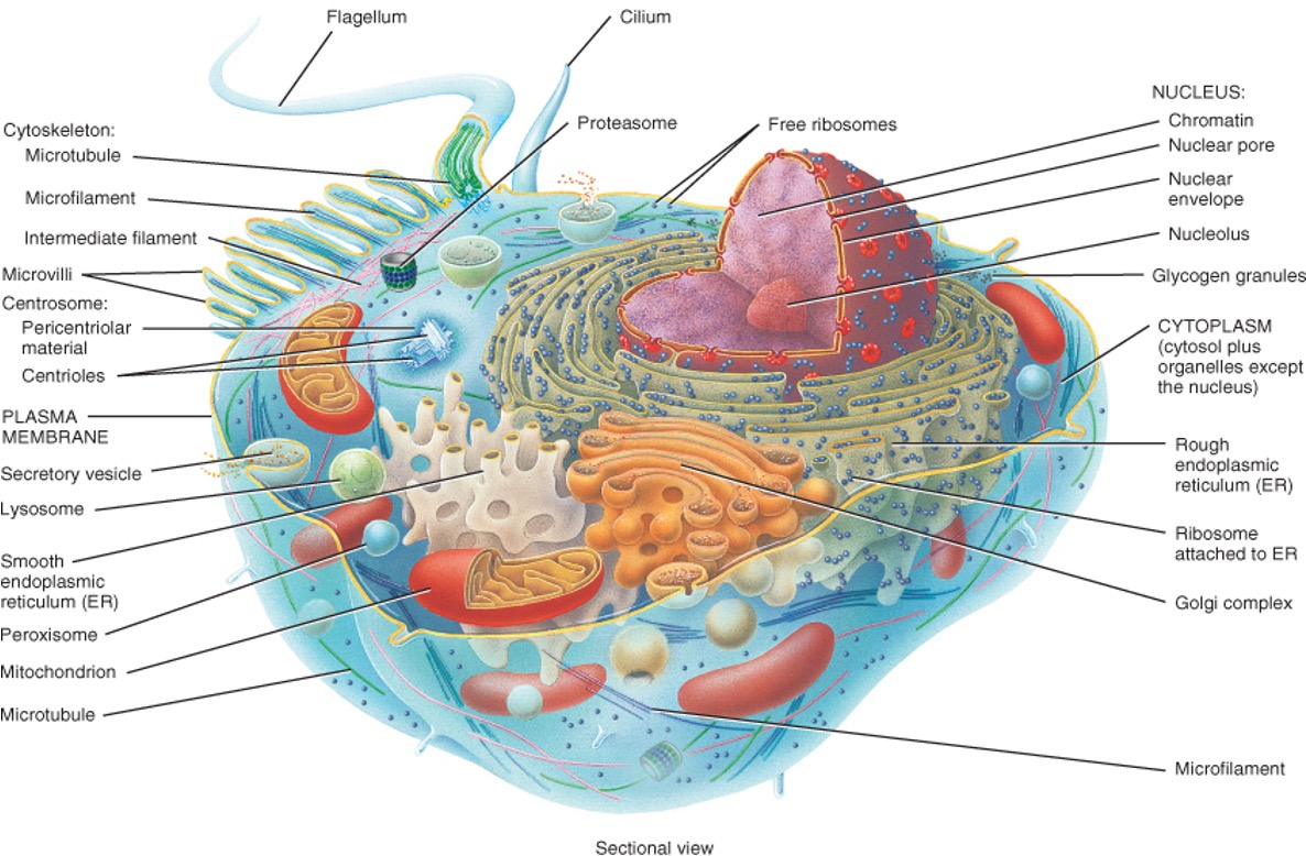 1. Plasma membrane
2. Cytoplasm
3. Nucleus