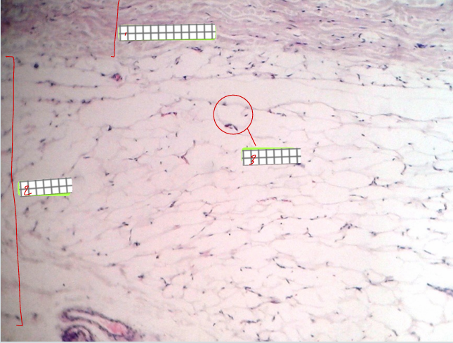 <p>specimen<br>label</p>