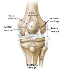 <p>Protects the knee joint and improves leverage of thigh muscles.</p><p></p>