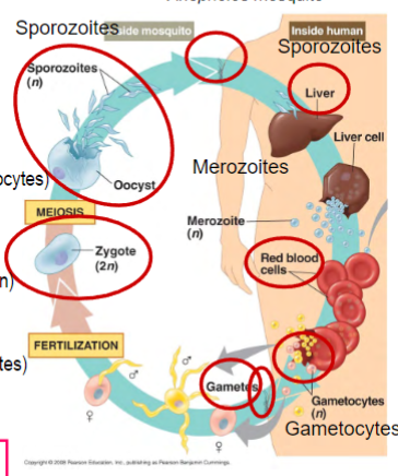 <ol><li><p>mosquito bites human and injects saliva with Plasmodium in stage 1 (sporozoite)</p></li><li><p>goes inside liver cells, divides asexually, transforms into stage 2 (merozoites) which are released into the blood stream</p></li><li><p>stage 2 form goes inside RBCs, divides asexually, are released into blood stream every 48-72 hrs, causing fever</p></li><li><p>most reinvade RBCs, fever subsides; but some transform into nonpathogenic stage 3 (gametocytes)</p></li><li><p>mosquito bite transfers stage 3 form into mosquito</p></li><li><p>in mosquito, transform into male and female gametes</p></li><li><p>in mosquito stomach, male and female gametes combine (fertilization/sexual reproduction) and form zygote</p></li><li><p>zygote encased in hardened protective capsule (oocyst) divides asexually to produce new stage 1 form</p><ol><li><p>oocyte bursts and releases stage 1 form, which go to mosquito salivary gland</p></li></ol></li></ol>