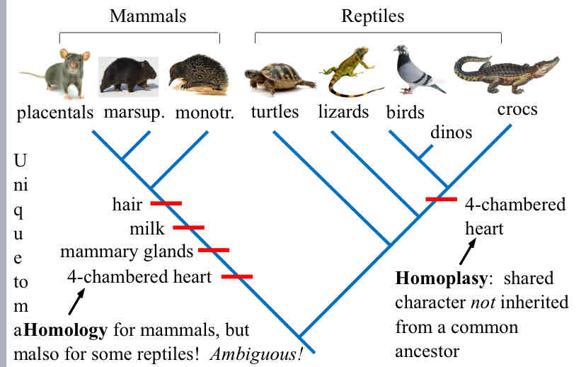 <p>Homoplasy</p>