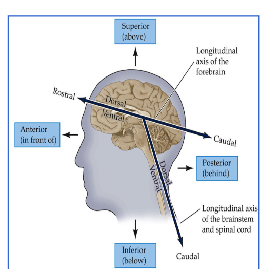 <p>Know brain directions.</p>