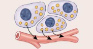 <ul><li><p>Hormones released by endocrine glands through the bloodstream</p></li><li><p>Effects distributed in target cells in other tissues and organs (far away distant cell)</p></li><li><p>Alters metabolic activities</p></li><li><p><strong>Ex: pancreas releases insulin to process glucose</strong></p></li></ul><p></p>