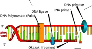 <p>signals DNA polymerase to start adding new nucleotide bases</p>