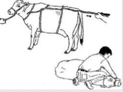 <p>Advantages:</p><ul><li><p>Fewer people needed</p></li><li><p>better able to predict on which side animal will fall</p></li></ul><p>Disadvantage:</p><ul><li><p>May injure genitals</p></li><li><p>Goes down hard and fast</p></li><li><p>Loop around neck may cause respiratory distress</p></li><li><p>Need to know BOWLINE knot to start</p></li></ul><p></p>
