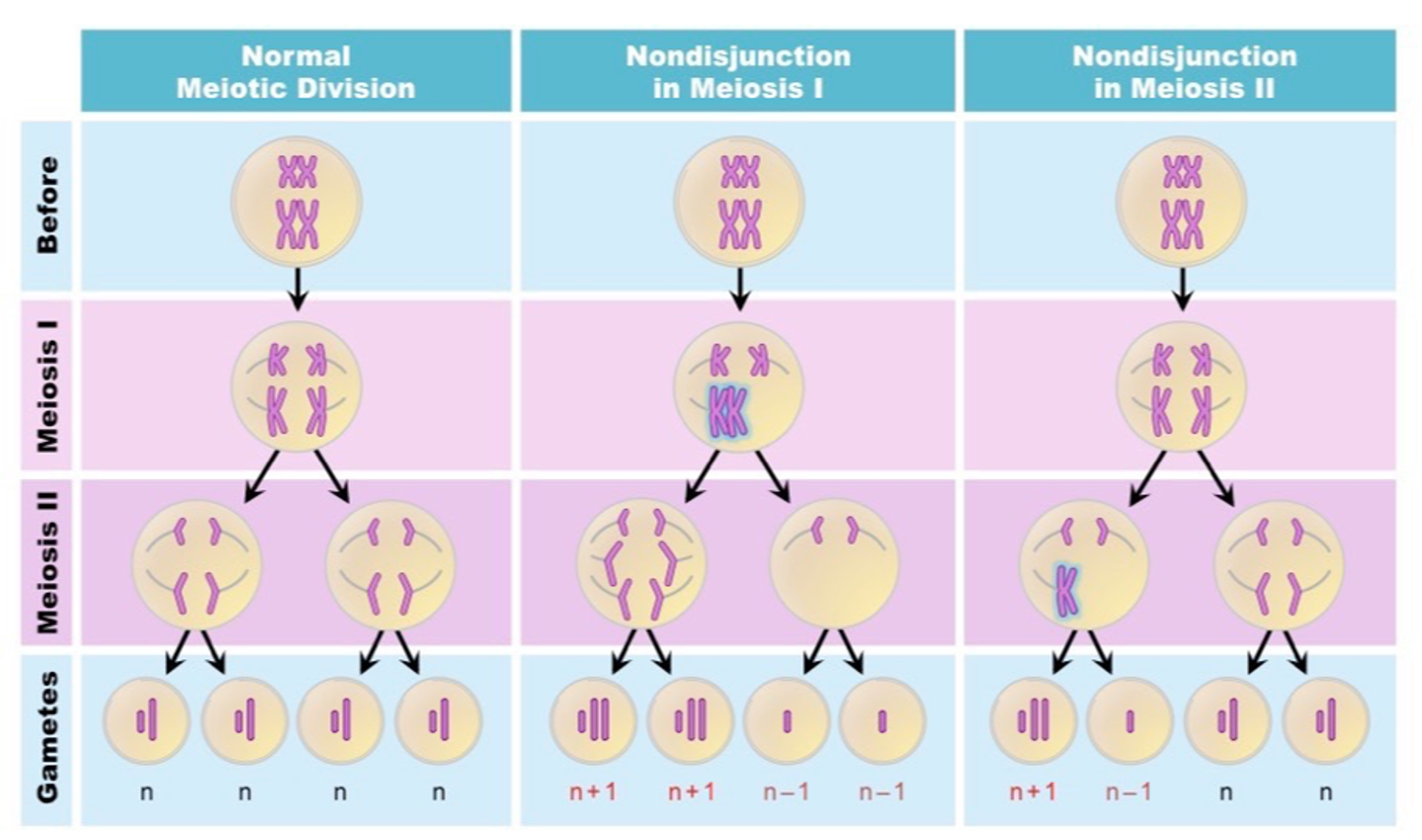 <p><span>⚬During <u>metaphase I</u> homologous chromosomes pair on the equator of the cell and are then separated during <u>anaphase I</u>.</span></p><p><span>⚬Sometimes one or more of the <u>homologous pairs of chromosome</u> pairs may fail to separate.</span></p><p><span>⚬This results in <u>aneuploidy</u>, where some of the daughter cells receiving an extra chromosome and some receiving one less chromosome.</span></p>