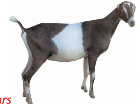 <p>LaMancha</p><p></p><p><strong>Origin</strong>:&nbsp;U.S.A.</p><p><strong>Color</strong>:&nbsp;Multiple</p><p><strong>Ears</strong>:&nbsp;Very short ears, gopher ears, less than or equal to one inch long, with little to no cartilage. Elg ears less than or equal to two inches.</p><p><strong>Horns</strong>:&nbsp;Horned</p><p><strong>Traits</strong>:&nbsp;Dairy-production</p>