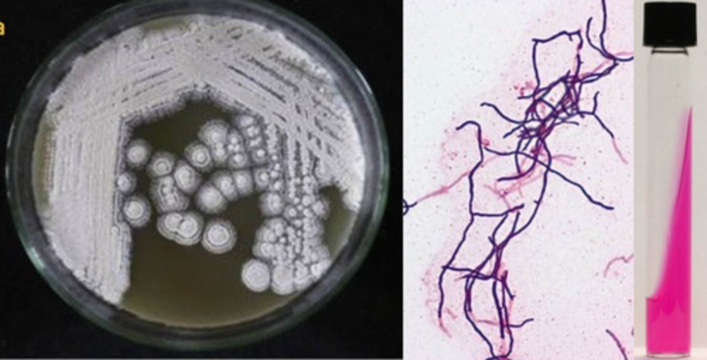<p>branching, filamentous aerobes</p><p>--common cause of actinomycetomas</p><p>--rare systemic infections</p><p>--used for antimicrobials</p>