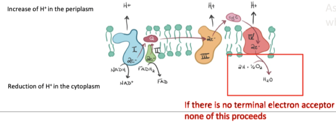 As electrons are being passed, on the energy lost out , pumps protons out which helps form the proton gradient

 

Transfer electrons from NADH and FADH2 through the membrane protein complexes and ultimately to oxygen where they combine to form water. As electrons travel through the protein complexes in the chain, a gradient of hydrogen ions (protons) forms across the cytoplasmic membrane

 

Cells harness the energy of this proton gradient tot create 3 additional ATP molecules for every electron that travels across the chain

      