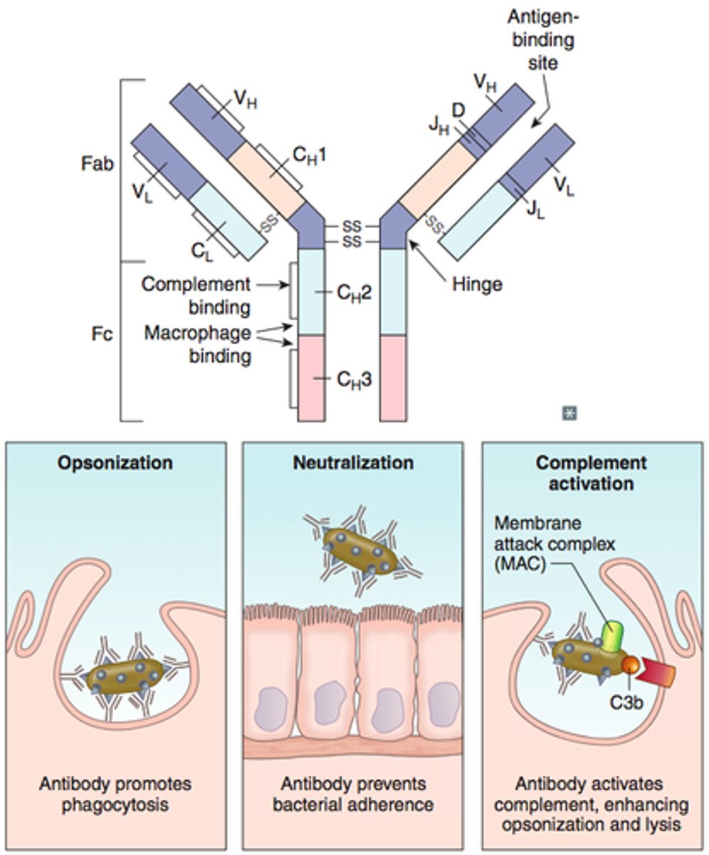 <p>Made of glycoprotein, held together by Disulphide bridges. They are present on B-cells. Antibodies bind to antigens for opsonisation, agglutination and neutralisation.</p>