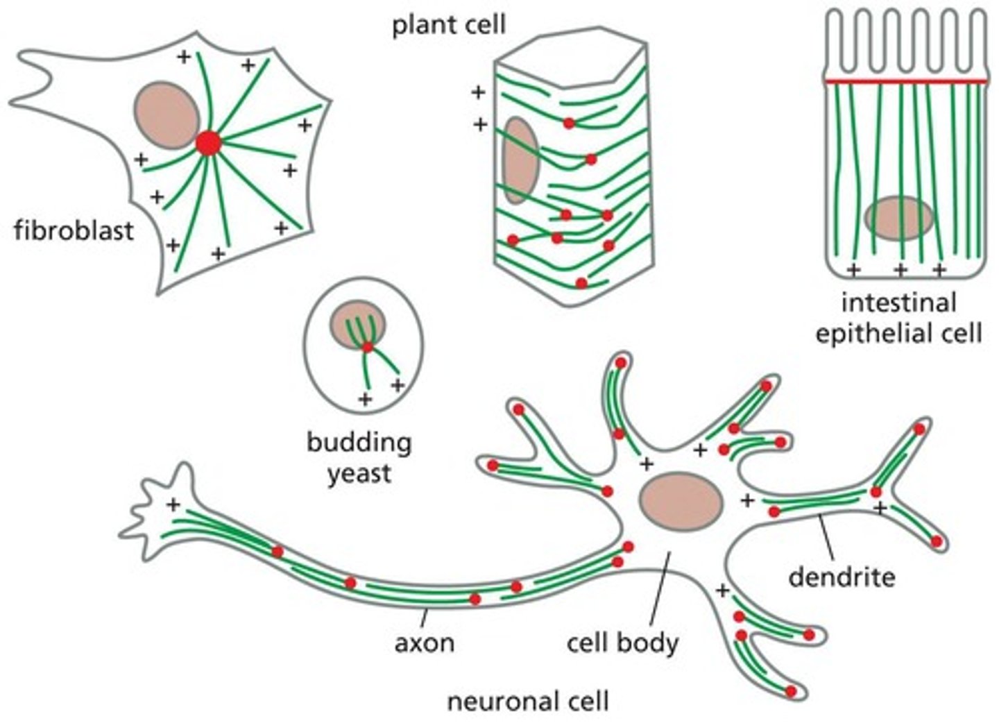 <p>In neuronal axons, microtubules are arranged with their plus ends toward the axon terminal, facilitating the transport of vesicles.</p>
