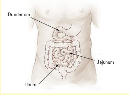 Small intestine diagram 