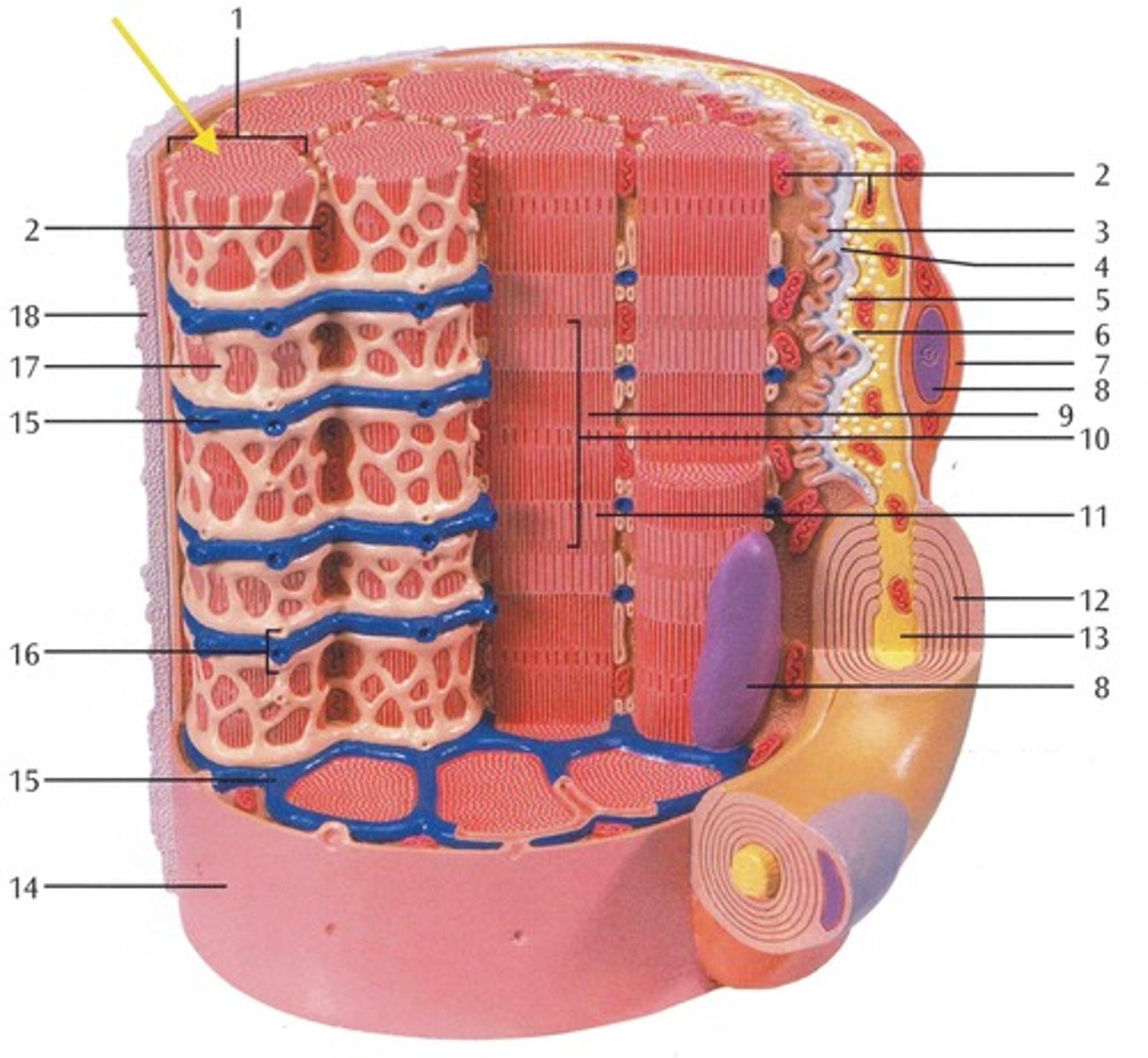 knowt flashcard image