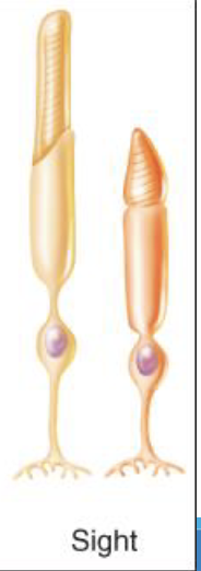 <p>Relating to the sense of sight, detecting light (photons).</p><p>(Sight)</p>
