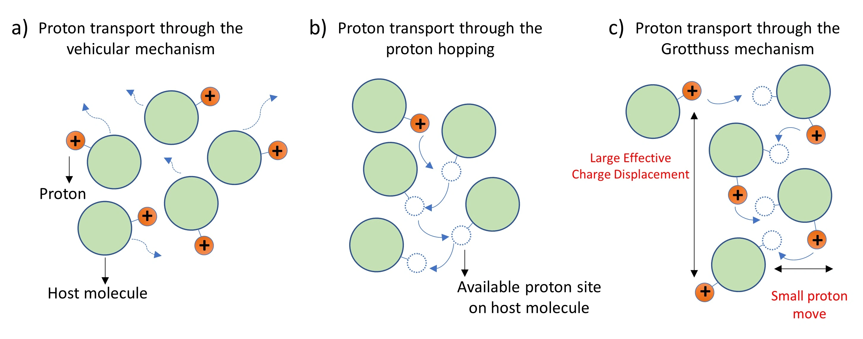 <p>explains how protons (H⁺) are transferred through water or other hydrogen-bonded networks. instead of moving as individual protons, the transfer happens through a <strong>relay process</strong>:</p><ol><li><p>a proton hops from one water molecule to another, forming a hydronium ion (H₃O⁺).</p></li><li><p>this causes a chain reaction where protons are passed along the hydrogen bond network.</p></li><li><p>water molecules continuously exchange roles as proton donors and acceptors.</p></li></ol><p>is why protons diffuse faster in water than other ions</p>