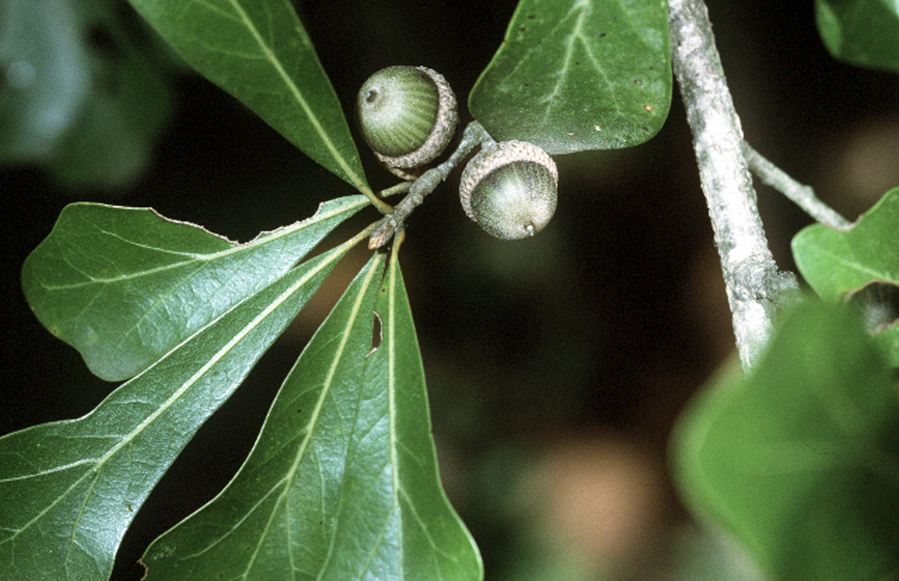 <p><em>Quercus nigra</em></p><p>Fagaceae</p>