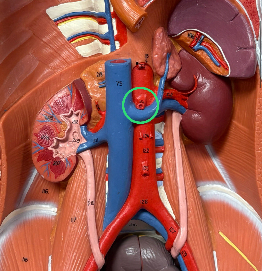 <p>large artery off abdominal aorta inferior to celiac trunk</p>