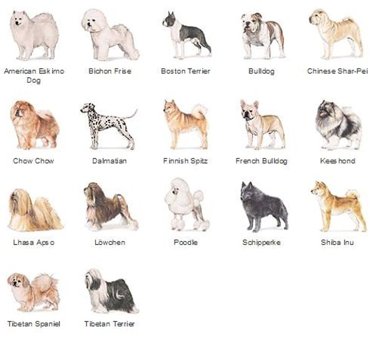 <p>Non-sporting breed group&nbsp;</p>