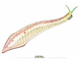 <p>chordate fossil origin: <em>pikaia</em></p>