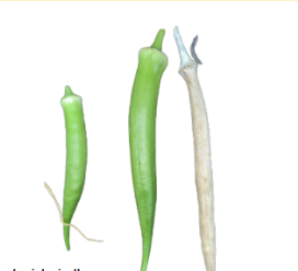 <p>Scientific name</p>