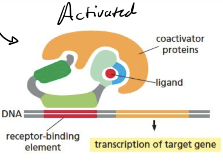 <p>ligand-binding domain of the receptor clamps shut around the ligand,  inhibitory proteins dissociate, and coactivator proteins bind to receptor’s transcription- activating domain, increasing gene transcription</p>