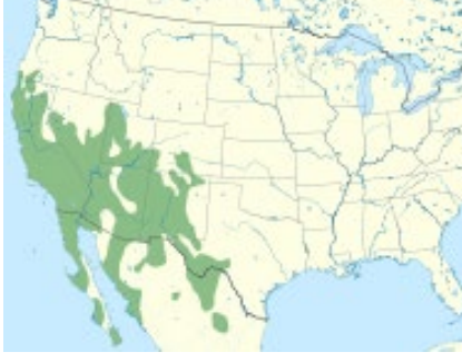 <p>Which species fits the following habitat and management concerns?</p><p><br>Habitat: Spends 90% of its life in its burrow; borrows in various habitats including high mountain valleys, deserts, and sometimes in ag areas with artificial irrigation in the milder climate areas</p><p>Management issues: Destruction of underground utility cables and irrigation pipe in ag areas, eat crops; burrowing keeps soil porous and burying vegetation enriches soil; burrows allow run off to sink into soil</p>