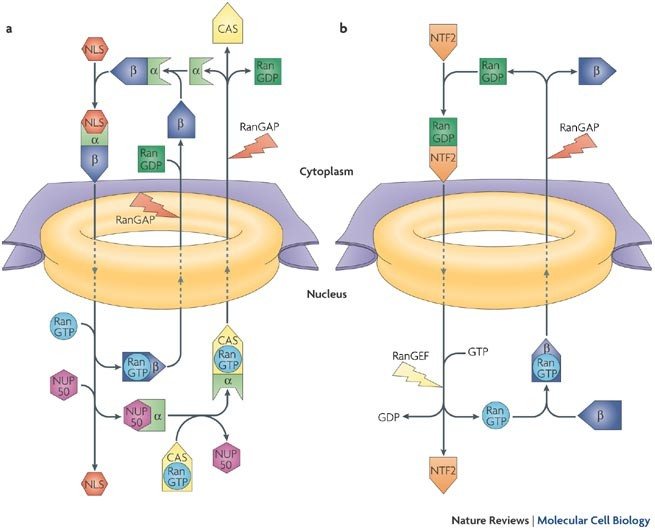 <p><strong>Nuclear localisation signals</strong> (NLS) are specific amino acid sequences that are a part of the protein that direct the protein to the nuclear pores for import into the nucleus.</p><ul><li><p><strong>Importins </strong>recognise and bind to NLS of cargo proteins<strong>, facilitating the transport of proteins into the nucleus. </strong></p></li><li><p><strong>RNA transcribed in the nucleus </strong>and<strong> cytoplasmic proteins have nuclear export sequences</strong> that tag them for release through the nuclear pores.</p></li></ul><p></p>