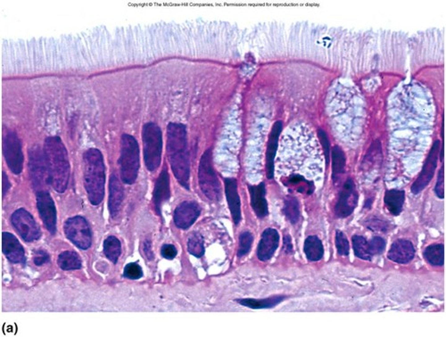 <p>Function: absorption, secretion</p><p>Location: male reproductive tract, trachea, nasal cavities</p>