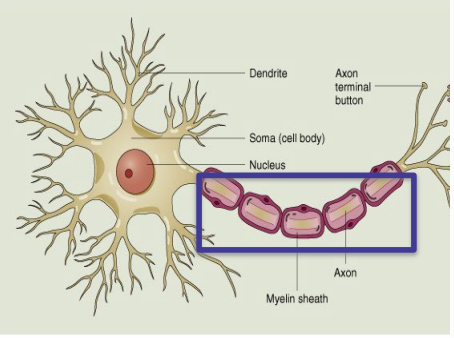 <p>Axons </p>