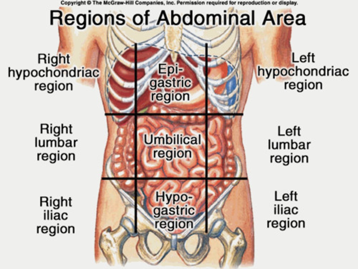 <p>[R. Hypochondriac] Liver + Gallbladder<br>[Epigastric] Stomach<br>[L. Hypochondriac] Part of the Diaphragm<br><br>[R. Lumbar] Ascending Colon of Large Intestine<br>[Umbilical] Transverse Colon of LI + Small Intestine<br>[L. Lumbar] Descending Colon of Large Intestine<br><br>[R. Iliac (Inguinal)] Cecum + Appendix<br>[Hypogastric (Pubic)] Urinary Bladder<br>[L. Iliac (Inguinal)] Initial Part of the Sigmoid Colon</p>